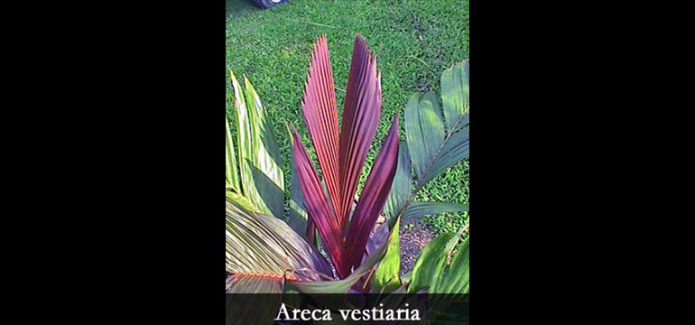 Areca vestiaria