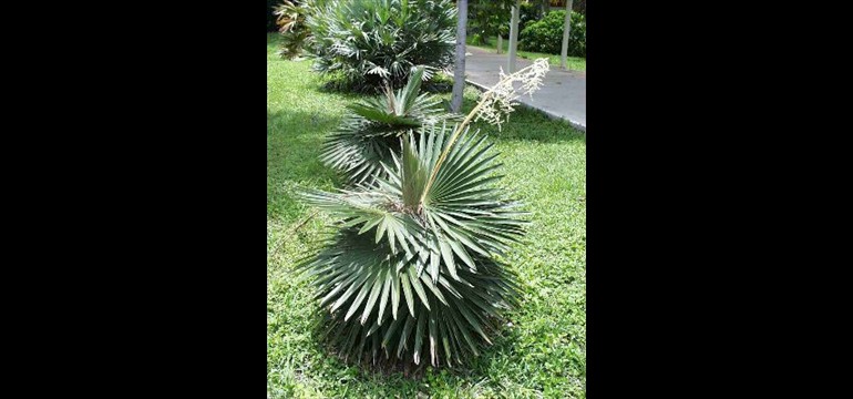 Coccothrinax borhidiana