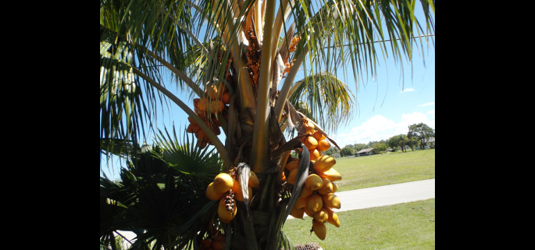 Dwarf spicata coconut 